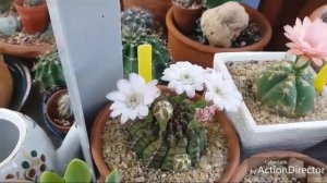Гимнокалициумы Цветут!🌸Gymnocalycium Blooming!