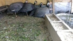 цесарки и борьба с грызунами