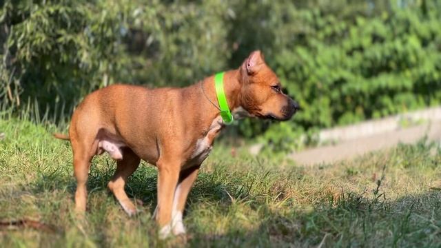 #стаффордширскийтерьер #стаффордшир #стаффорд #амстафф #том #amstaff #staff #желдор #балашиха