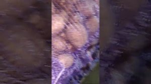 Картофель Крона