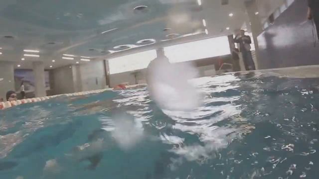 плавание соревновашки терфит братиславская смотреть онлайн