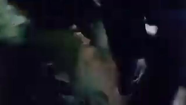 Красная пантера