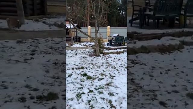 ЗИМНЕЕ УТРО!… смотреть онлайн