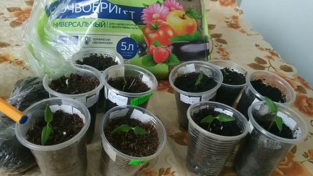 Почвобрикет: плюсы и минусы. Сравнение схожести семян  перца при  посеве  в почвобрикет и грунт.