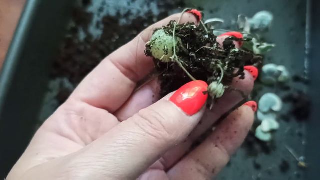 Отвлекаю себя от страшных реалий😟🌱 смотреть онлайн