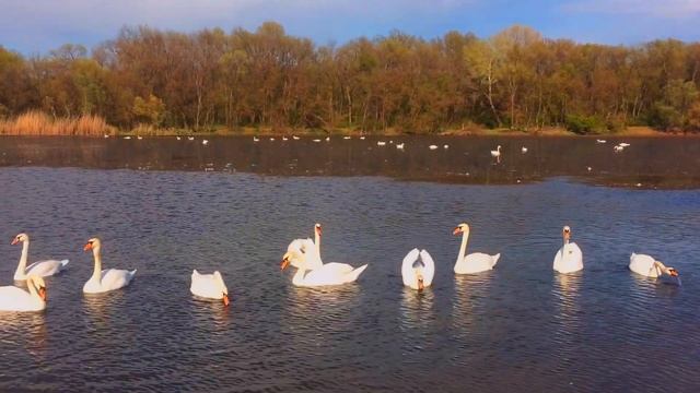 ★ Лебеди. Кропоткин. Река Кубань. Городской пляж ★ смотреть онлайн