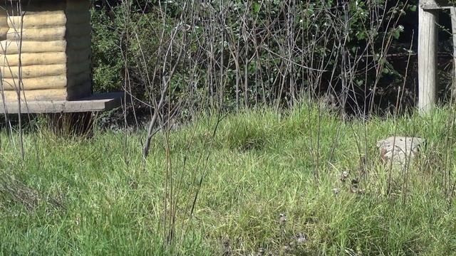 Sony Cybershot Hx9v - Vídeo test (Stabilization) смотреть онлайн