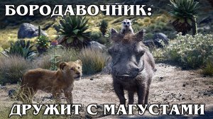 БОРОДАВОЧНИК: Боевой африканский свин дружит с мангустами | Интересные факты про животных Африки