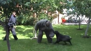 Собака для охраны ЗКС бурбуль овчарка малинуа корсо