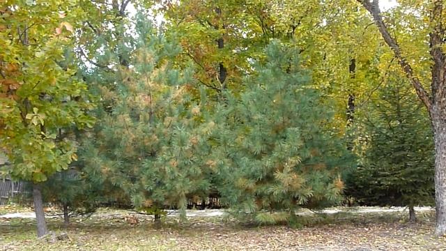 Избушка "на курьих ножках" ) Нанайские народы смотреть онлайн