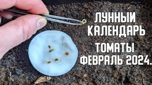 Посадите помидоры в эти дни в феврале и соберете огромный урожай. Лунный календарь помидоры 2024.