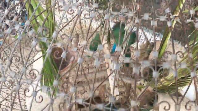 Попугаи неразлучники в Тунисе на Джербе. смотреть онлайн