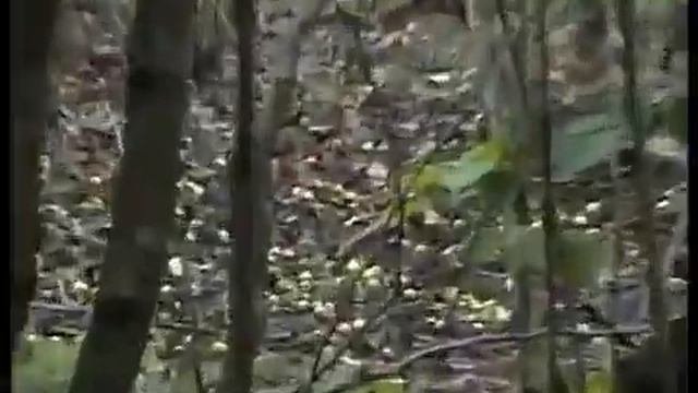 Грибы Веселки. Ведьмины яйца грибов Веселок. Чешуйчатки - Королевские опята.
