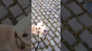 Лабрадор учит команду рядом