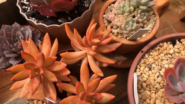 O MELHOR FUNGICIDA Para COMBATER OLHO NEGRO Em SUCULENTAS смотреть онлайн