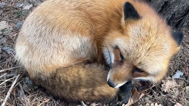 Алиса - лиса. Снега нет, а солнце есть смотреть онлайн