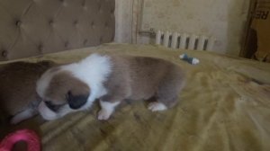 Новорожденные щенки Корги. Первые шаги в 18 дней.