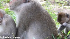 Mother Monkey Cry, Finally She Found Her Baby Monkey