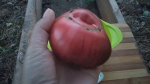 Сорт томата-Когти сибирского тигра ???