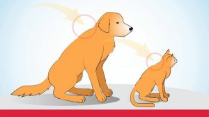 Стронгхолд Как применять