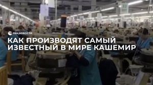 Как производят самый известный в мире кашемир