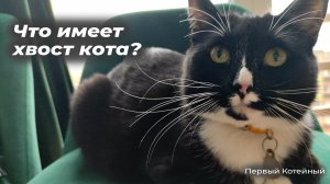 Что имеет хвост кота?