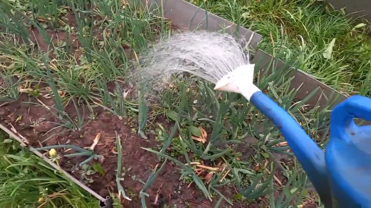 Сохнет перо у лука и чеснока？ простой, действенный метод смотреть онлайн