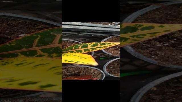 Обзор цветов 2022весна