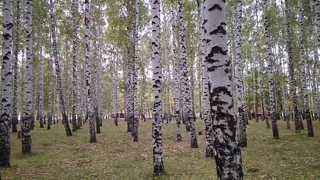 Марина Цветаева. Осень в Тарусе.. смотреть онлайн