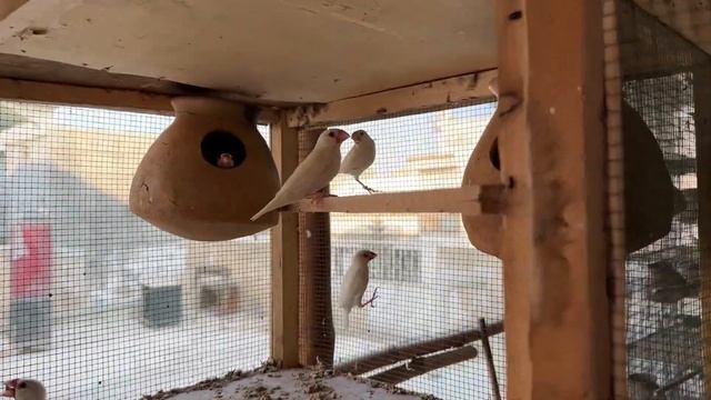 Java Finch Breeding Setup Tour смотреть онлайн
