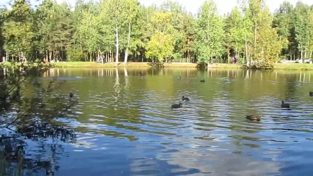 Сосновка в Озерках смотреть онлайн