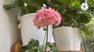 Пеларгония ЮЗИС-Бразильский Карнавал, Леона-Фавероль, Maureen, Brookside Rose цветут