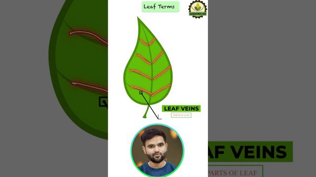 Terminology of leaf @agriparadise