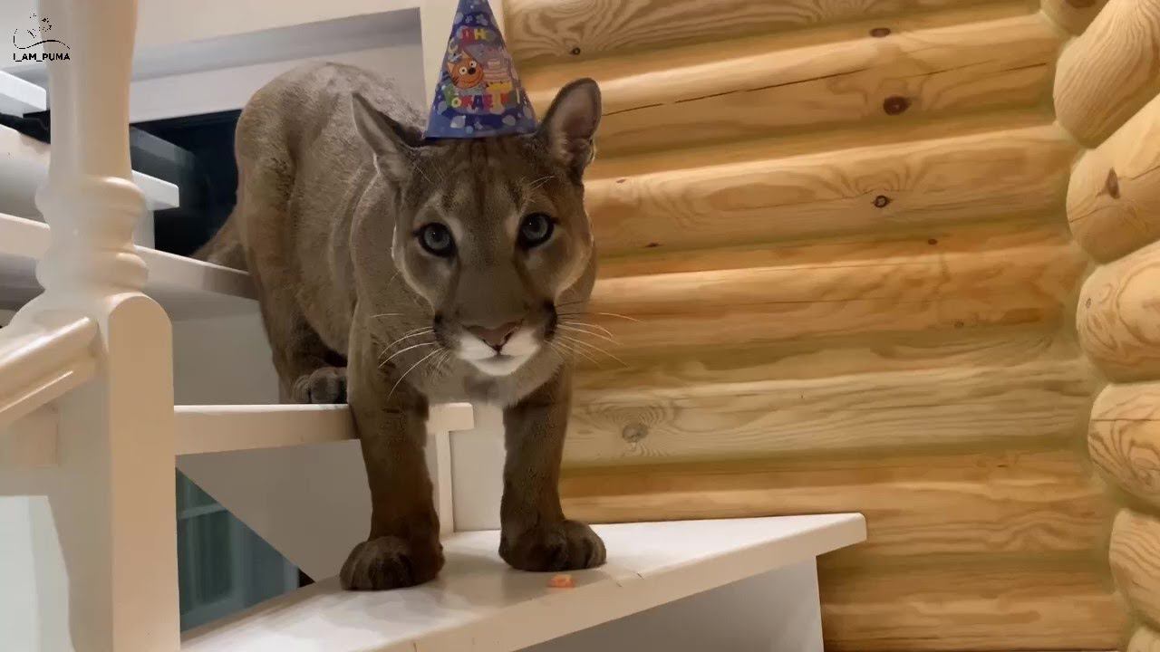 С Днём рождения Месси! 5 лет! смотреть онлайн