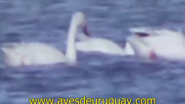 Coscoroba coscoroba - Coscorobas, alimentándose смотреть онлайн