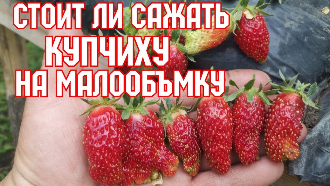 Малообъмка! Зенклуника Купчиха!!!