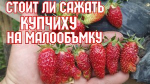 Малообъмка! Зенклуника Купчиха!!!