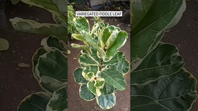 VARIEGATED FIDDLE LEAF (FICUS LYRATA) #plant #gardenplant