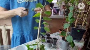 БУГЕНВИЛЛИЯ, пришло время черенковать! Опыт и советы от Надежды и Ани