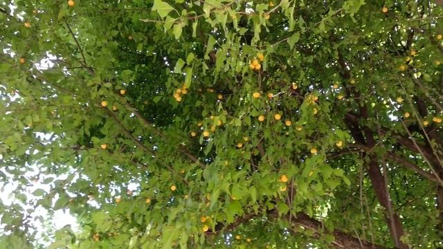 Парк Солнечный остров г. Краснодар смотреть онлайн