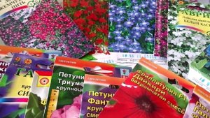 Посев разных сортов петунии и лобелии на рассаду.