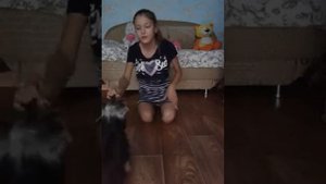 Команда сидеть | КАК НАУЧИТЬ ЙОРКА КОМАНДЕ СИДЕТЬ