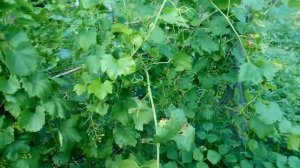 Антракноз. Что делать?