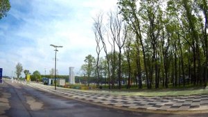 Яблоня Рудольф