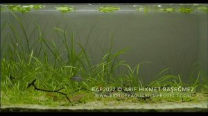 #BAC2022 – Corrientes, Paraná flooded savanna, Argentina. By Arif Hikmet Başeğmez