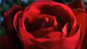 Рубиновая свадьба 2013