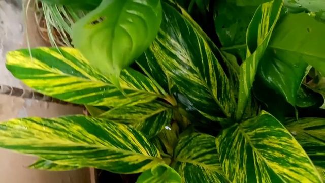 How to grow Alpinia plant | Care of alpinia zerumbet | Shell ginger variegated смотреть онлайн