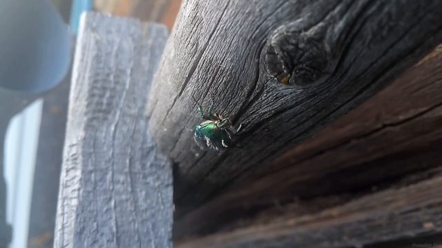 Золотистая бронзовка (Cetonia aurata)(2)