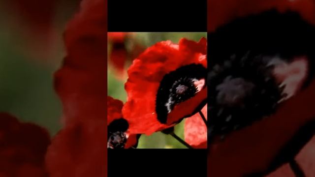 Звук природы. На опушке леса звуки природы