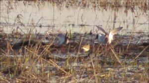 Кулик травник, брачное поведение, 8 мая 2023, Новгородская область